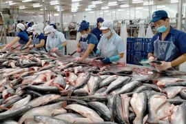 EE.UU. evalúa positivamente sobre seguridad alimentaria de pangasius vietnamita