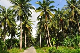 Provincia de Ben Tre, tierra de los cocoteros