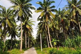 Provincia de Ben Tre, tierra de los cocoteros