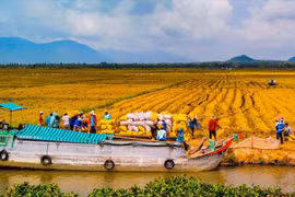 Promueven inversión en agricultura y desarrollo rural en Delta del Mekong 