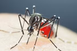 Tailandia abre centro de operaciones de emergencia por aumento de casos de dengue