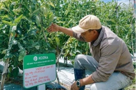 VinaCapital Ventures invierte un millón de dólares en startup de agrotecnología