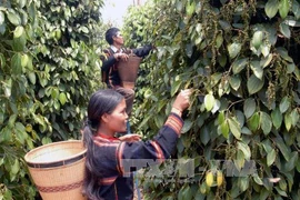 Debaten en Vietnam medidas de comercio agrícola sin causar deforestación