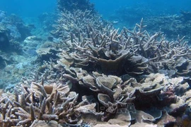 Vietnam aporta propuestas a preservación de biodiversidad marítima mundial