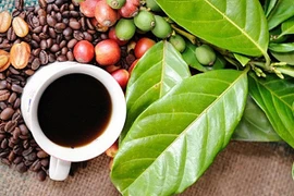 Festival de Café Buon Ma Thuot tendrá lugar en marzo próximo