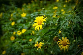 Girasoles silvestres tiñen de amarillo montañas del noroeste