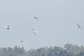 Encuentran especies de aves migratorias en peligro de extinción en Binh Dinh