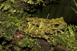 Vietnam se esfuerza por proteger y conservar nuevas especies 