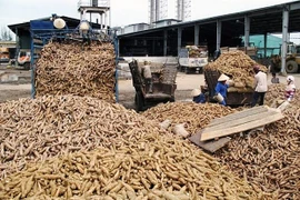 La sequía afecta producción de yuca de Tailandia