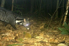 Especies raras de civeta descubiertas en una reserva natural central