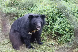 Inauguran Centro de rescate de osos en provincia vietnamita