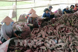 Listo primer lote de boniato vietnamita para exportar a China