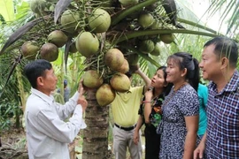 Vietnam por lograr mil millones de dólares en exportaciones de productos de coco 