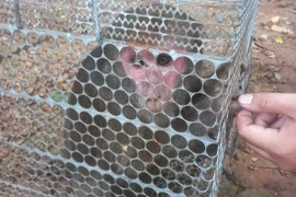 Liberan en Vietnam a naturaleza un ejemplar de especie rara de primate