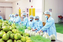 Promueven exportaciones agroforestales-pesqueras de Vietnam a Europa