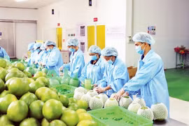 Promueven exportaciones agroforestales-pesqueras de Vietnam a Europa