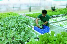 Localidades vietnamitas en Delta del Mekong por desarrollar agricultura orgánica 