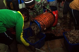 Indonesia pretende producir dos millones de toneladas de langostinos