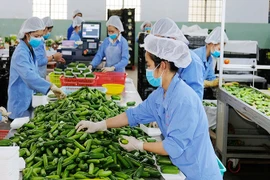 Vietnam necesita impulsar transformación verde para exportación sostenible, según expertos