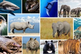 Vietnam intensifica esfuerzos por proteger la vida silvestre