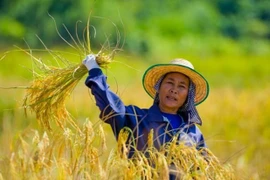 Recomiendan a agricultores tailandeses reducir cultivos de arroz por impactos de El Niño