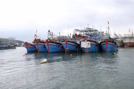 Provincia vietnamita por explotar 124 mil toneladas de productos marítimos en 2023