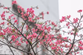 Plantan más cerezos en el parque de Hanoi