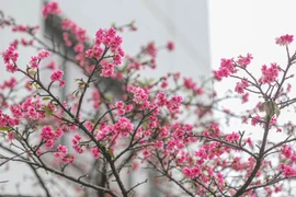 Plantan más cerezos en el parque de Hanoi
