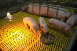 Exportación de vacuna vietnamita contra PPA acapara atención de medios surcoreanos
