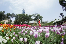 Jardín de tulipanes en cima de montaña vietnamita impresiona a turistas