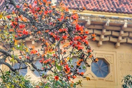 Flores de la ceiba común embellecen Hanoi en marzo