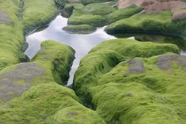 Impresionante belleza de playa de musgo en provincia vietnamita de Binh Thuan