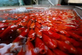Liberación de carpas en día dedicado a genio de la tierra y dioses de la cocina en Vietnam