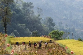Preservan valores culturales de etnia Co Lao en provincia vietnamita