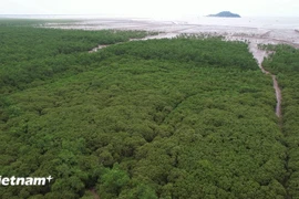 Luchan contra contaminación en Vietnam por compromiso de cero emisiones netas