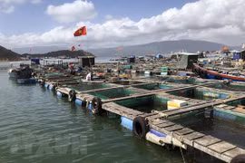  Vietnam emite programa nacional de desarrollo acuícola en 2021-2030