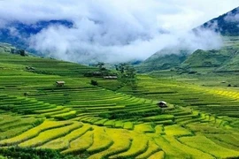 Experiencias turísticas únicas cautivan a visitantes en Mu Cang Chai