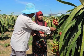 Localidad vietnamita por impulsar desarrollo económico en áreas de minorías étnicas 