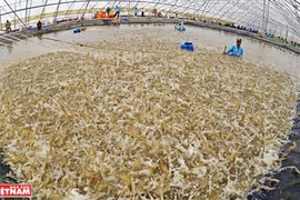 Vietnam apunta a ingresar cuatro mil millones de dólares por exportaciones de camarón