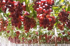 Estudia provincia vietnamita desarrollo de uvas para viticultura 