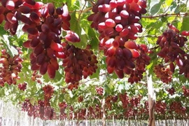 Estudia provincia vietnamita desarrollo de uvas para viticultura 