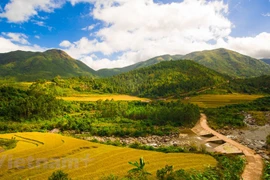 Disfrutan ambiente primaveral en distrito vietnamita de Binh Lieu