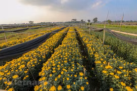 (Foto) La aldea de flores de Tay Tuu en Hanoi en vísperas de fiesta del Año Nuevo Lunar