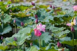 Etnia minoritaria de Cham impulsa ecoturismo desde cultivo de lotos