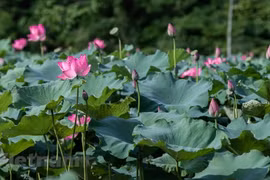 Laguna de lotos encanta a amantes de flores en Hanoi 