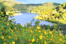 Ciudad vietnamita de Da Lat entre los destinos favoritos para contemplar flores 