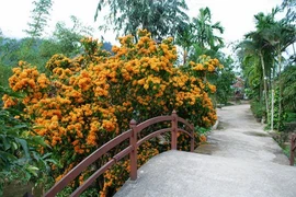 Ri Rung en plena floración embellece paisajes de Da Nang en Vietnam 