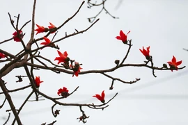 Floración del algodonero rojo embellece calles en Hoa Binh
