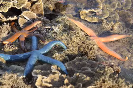 Phu Yen: Belleza de arrecifes de coral formados en sedimentos volcánicos de Hon Yen