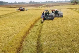 Delta del Mekong transforma producción de arroz para adaptarse al cambio climático